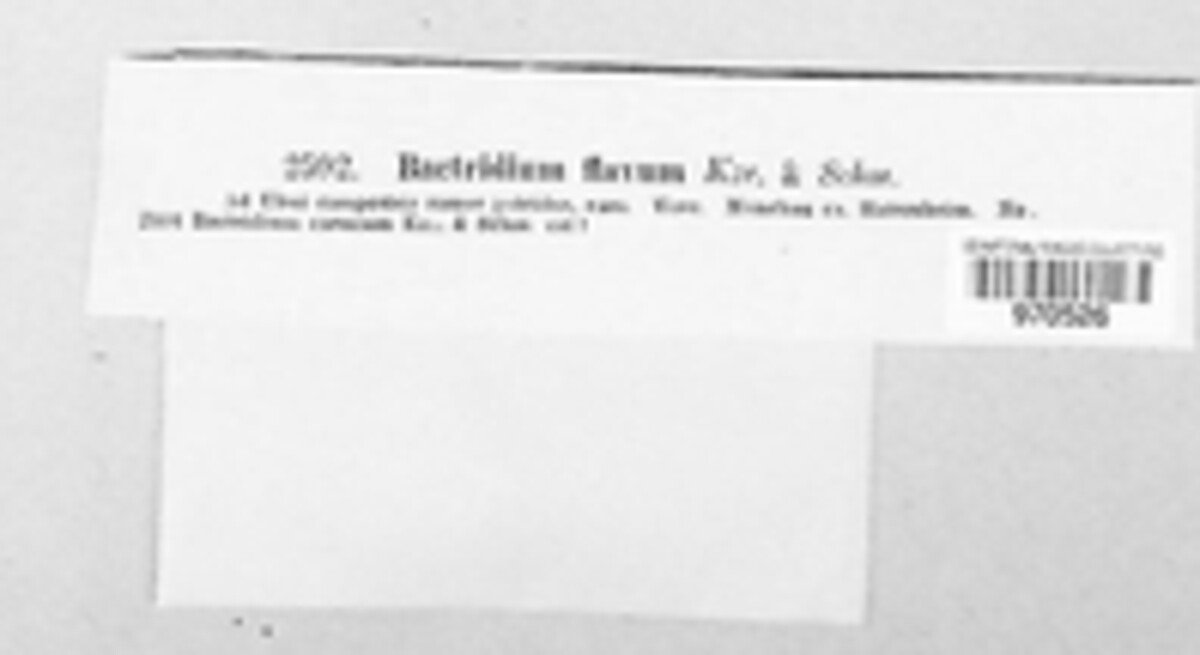 Bactridium image